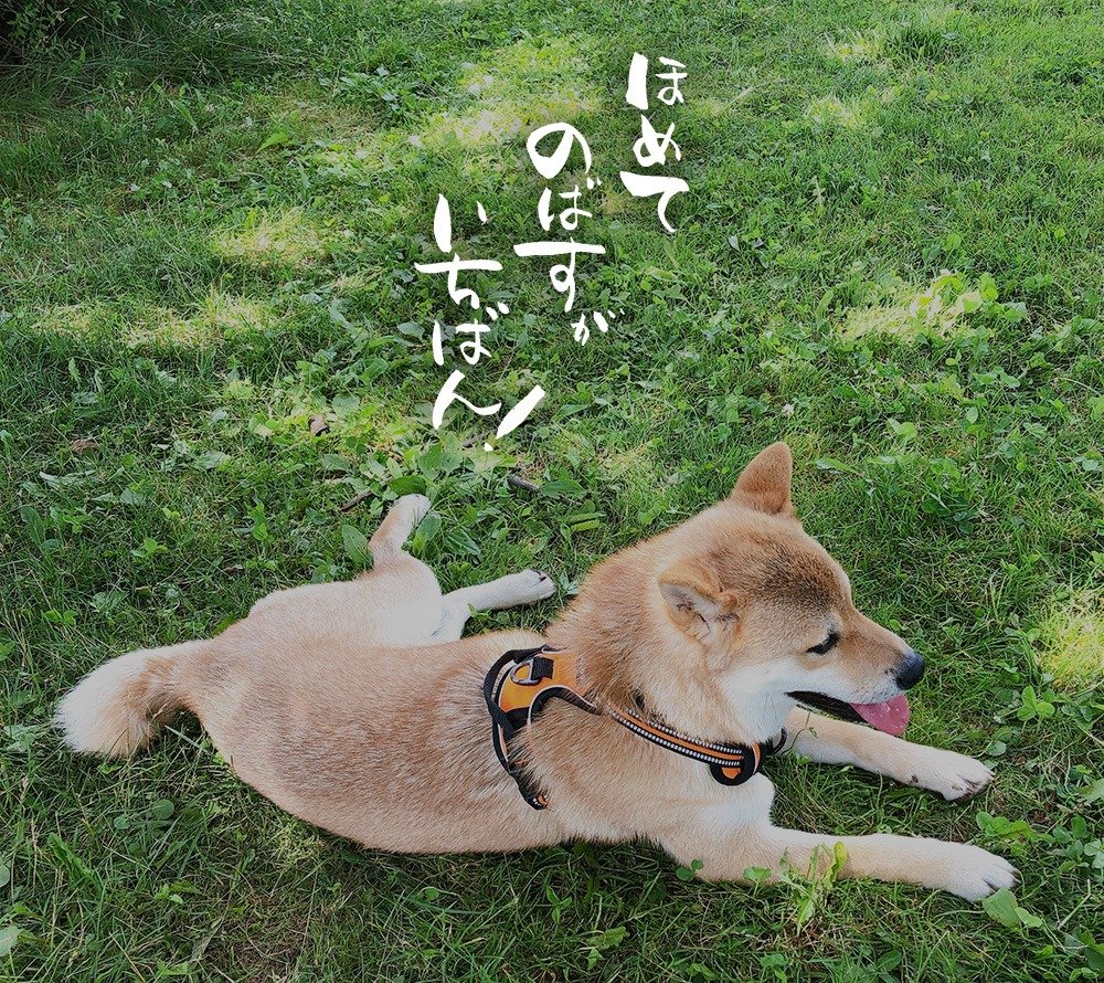 ほめてのばすがいちばん！