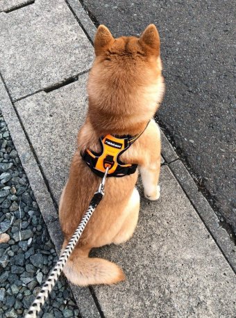 Rabbitgoo（ラビットグー）「ハーネス 8-16KG」