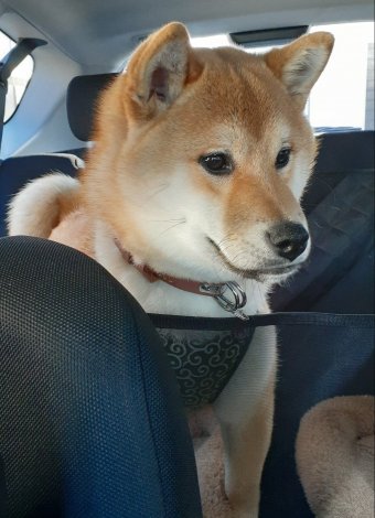 KYG 「ペット用ドライブシート 車用ペットシート」